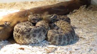 Rattlesnake Reptile Exhibit Tombstone AZ [upl. by Anaya]