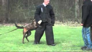 Boris Doeze  KNPV Dutch Shepherd [upl. by Ahseret]