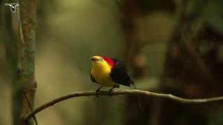 Wiretailed Manakin Courtship Display [upl. by Eki]