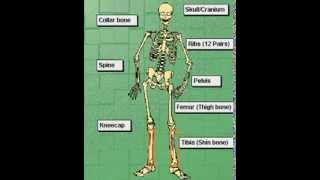 The Human Skeleton education video [upl. by Jarvey634]