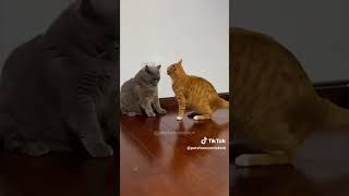 Gatos peleando [upl. by Odel]