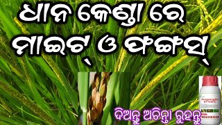 ଧାନ କେଣ୍ଡା ରେ ଫଙ୍ଗସ୍ ଓ ମାଇଟ୍ ଧାନ ପୋଲ ନ ହେବାକୁ penical mite in paddy cultivation [upl. by Ruhtracm]