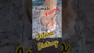 Olen n flen cat catlover cute shortvideo subscribe [upl. by Earlie393]