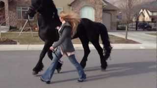 Going for a stroll with my Friesian Stallion Apollo [upl. by Aysa]