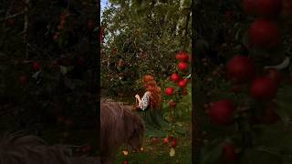 blustery day in the orchard 🍎 darkcottagecore cottagecore harvest irishwolfhound appleorchard [upl. by Bonnice]