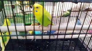 budgies Ghar leaye video dekhna na bhile [upl. by Ecirbaf]