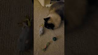 Petlinks Mouse Cat Toy REVIEW Winter 2023 [upl. by Ydniahs]