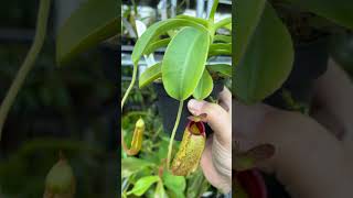 Nepenthes veitchii x lowii x aristolochioides  Kannenpflanzen von Fangblatt nepenthes pflanzen [upl. by Ecydnarb174]