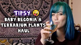 Mini begonia haul  terrarium plants ðŸŒ±  PLANT HAUL [upl. by Aciruam]