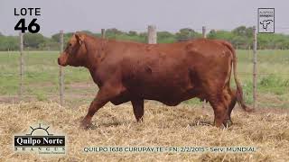 LOTE 46  QUILPO 1638 CURUPAY FIV [upl. by Lertsek]