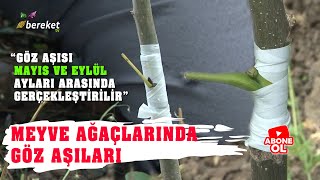 Mükemmel Aşı Nasıl Yapılır   En Sağlam Meyve Ağacı Aşılama Ne Zaman Yapılır [upl. by Neille]