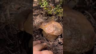 BOLETUS PINICOLA XL💣🍄‍🟫 PIRINEOS nature boletus [upl. by Merceer781]