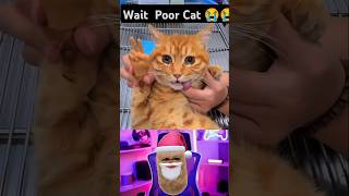 Is She Dead 💔🥺 shorts video reaction sad cat [upl. by Nhabois]