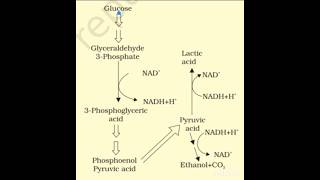 Fermentation biology respiration anaerobic [upl. by Malinowski349]