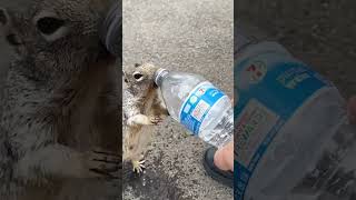 Hikers Help Adorable Thirsty Squirrel [upl. by Middlesworth93]