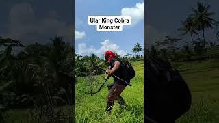 King Cobra mirip sama Garaga nih viralvideo [upl. by Otila361]