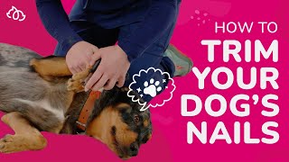 Safe Dog Nail Trimming at Home Proven Vet Tips [upl. by Nelyak]