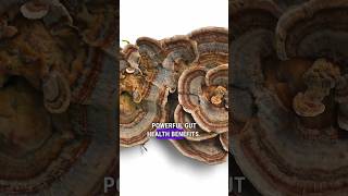 Turkey Tail Mushroom Gut Health Benefits [upl. by Anyal]