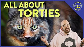 What is Tortitude  Cat Daddy Dictionary [upl. by Allana]