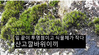 산고깔바위이끼 Grimmia donniana Sm ex Spruce [upl. by Lonyer]