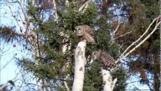 Barred Owl pair calling [upl. by Corty]