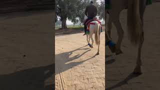 Horse Racing video Haryana Rider Harinarayan Yadav Rao Stud Farm Haryana horseracing jockeytrainin [upl. by Berriman]