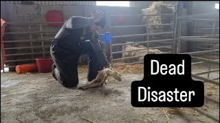 Sheep kills her lambs farm farming cuteanimals tractors lambs cows calves ireland irish [upl. by Aihsekel]