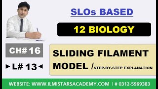 Sliding Filament Model of Muscles Contraction 12th Class Biology Chapter 16 [upl. by Llerrehc]