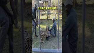 CHEETAH ATTACKS ZOOKEEPERS🤯🐆 But What Happens Next Will Leave You SPEECHLESS shorts [upl. by Fransisco]