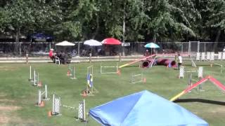 Swaggers Dog Agility Debut [upl. by Lybis459]