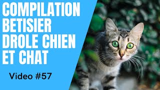 🐶 Dose dhumour 😻 Compilation Vidéo Betisier Drôle de Chat et Chien 57 [upl. by Sigler]