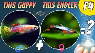 Unveiling F4 GuppyEndler Hybrid Results Breeding Series Update [upl. by Notrub]