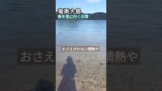 奄美大島 龍郷町☺️🐟️を見に行日常 [upl. by Ostler]