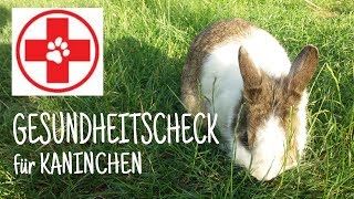 Gesundheitscheck für Kaninchen 💉🐇  Kaninchenstar [upl. by Marv383]