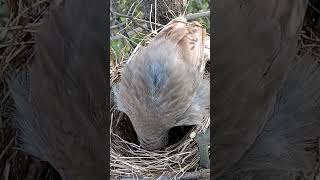 Wild babbler bird babies P 3 shortsfeed trendingshorts [upl. by Cousin]