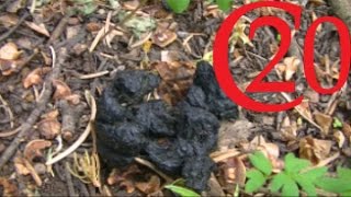 How to ID Black Bear Scat [upl. by Assirek]