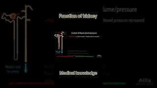 Anatomy and physiology of Kidney [upl. by Aztirak]