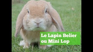 LAPINS  Le Lapin Belier ou Mini Lop [upl. by Chaim]