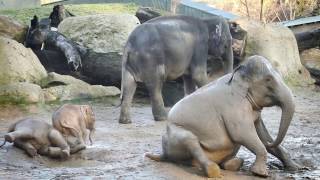 Baby elephants playing in mud [upl. by Helena317]