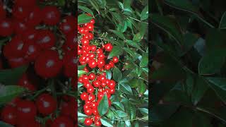 🌼☆¹•¹ Sacred Bamboo Nandina domestica 🌼☆¹ Ranunculales •¹ Berberidaceae [upl. by Ng]