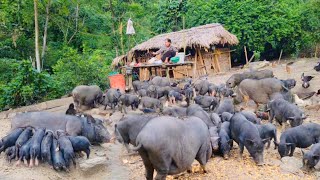 Taking care of a herd of hundreds of black pigs raising chickens and ducks [upl. by Dranreb51]