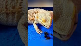 Feeding Your Bearded Dragon the WRONG Insects 2 [upl. by Sylirama]