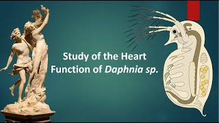 Daphnia Heartbeat Count [upl. by Rubin]