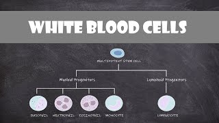 Types of White Blood Cells Leukocytes  Cell Biology [upl. by Haissi]