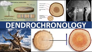 DENDROCHRONOLOGY  TREERING DATING [upl. by Evot]