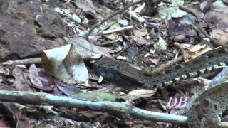 le Fer de lance commun Trigonocéphale ou Grage commun Bothrops atrox [upl. by Attey]