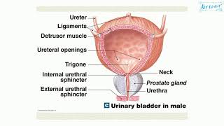 detrusor muscle [upl. by Aremat]