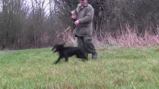 Cocker spaniel gundog training [upl. by Anneliese]