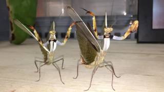 Viral Video UK Parasphendale mantis males saying hello [upl. by Anade339]