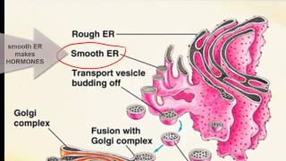 Cell Organelle Interrelationships [upl. by Alysa230]